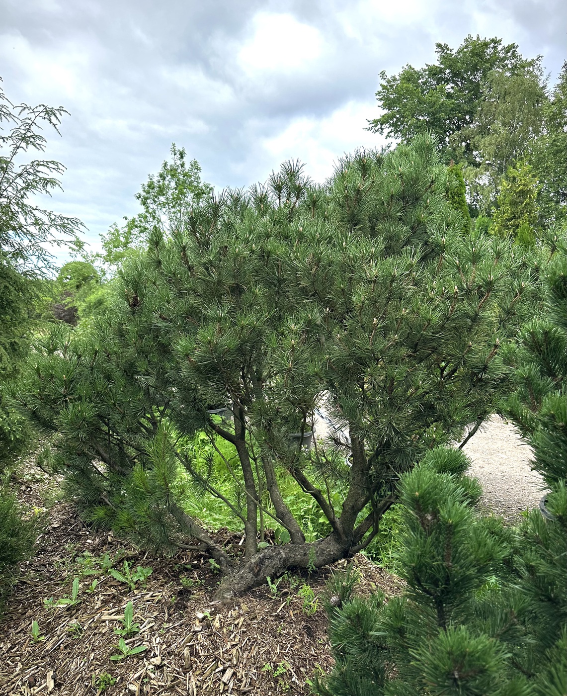 Сосна горная (Pinus Mugo)