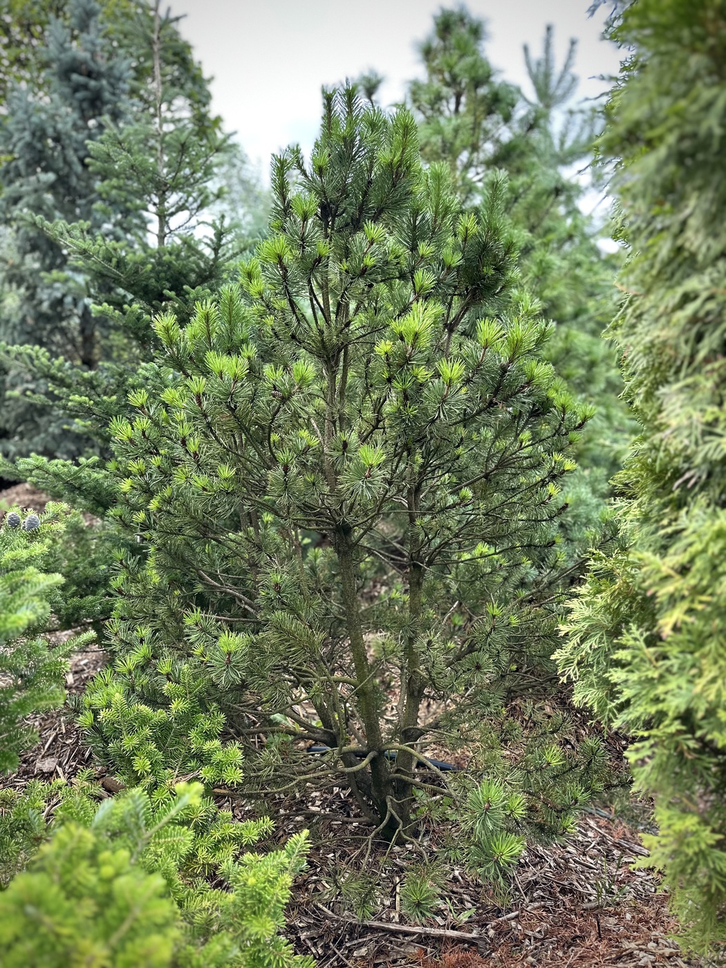 Сосна горная (Pinus Mugo)