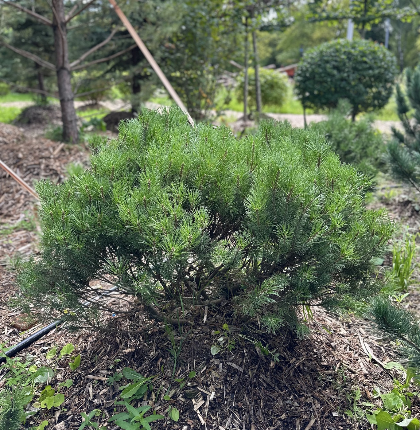 ✫Сосна горная (Pinus Mugo) (H60-80 D120-140 см) WRB