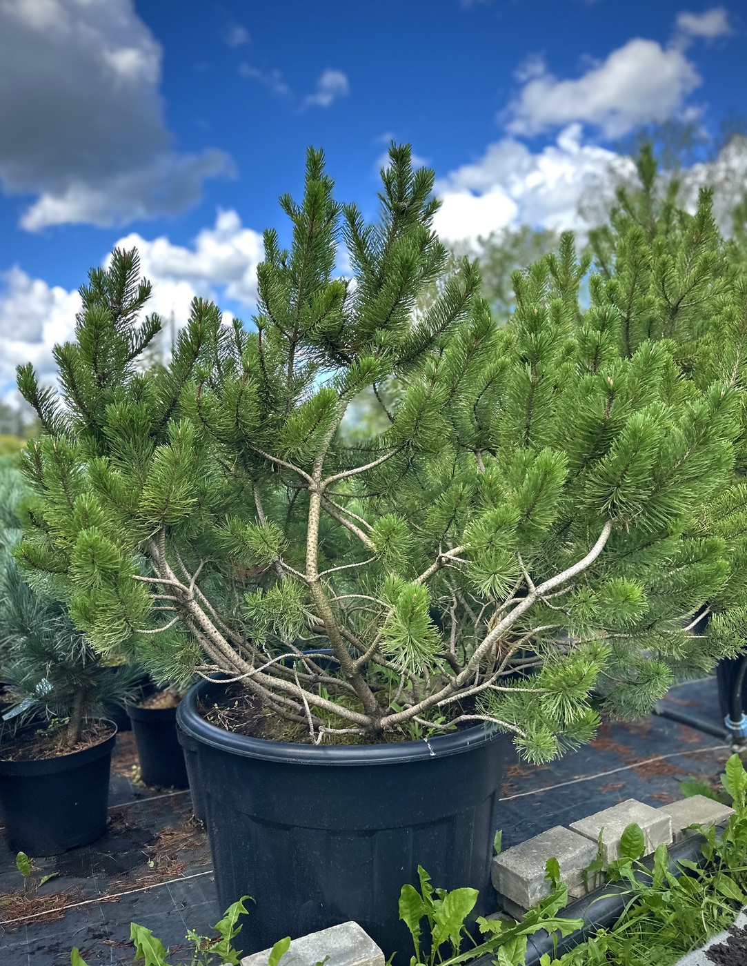 Сосна горная (Pinus Mugo)