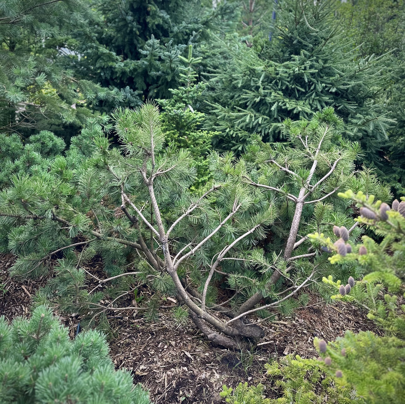 Сосна горная (Pinus Mugo)