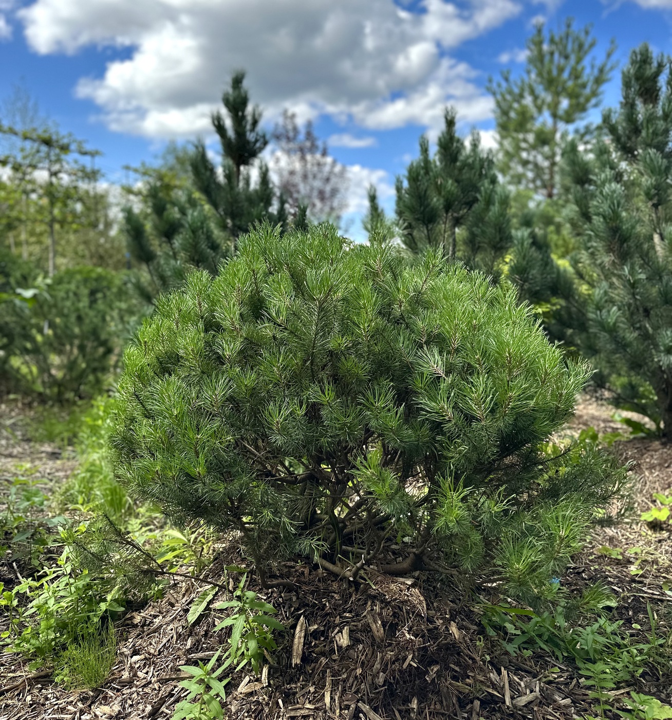Сосна горная (Pinus Mugo)