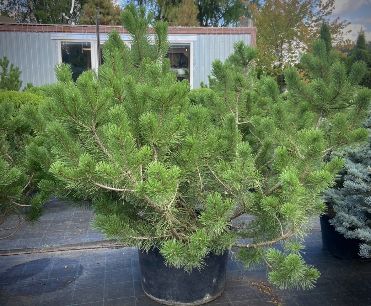 Сосна горная (Pinus Mugo)