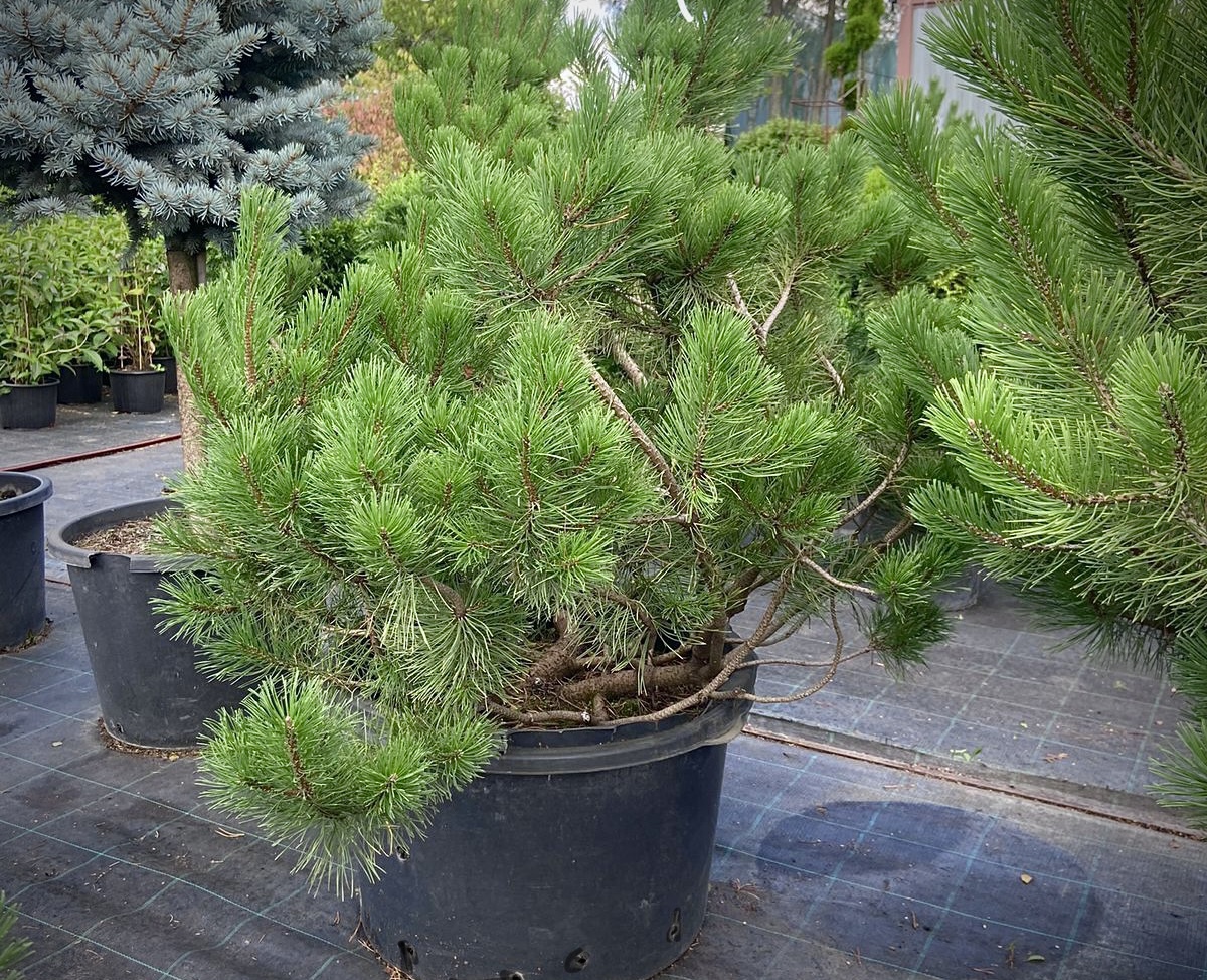 Сосна горная (Pinus Mugo)