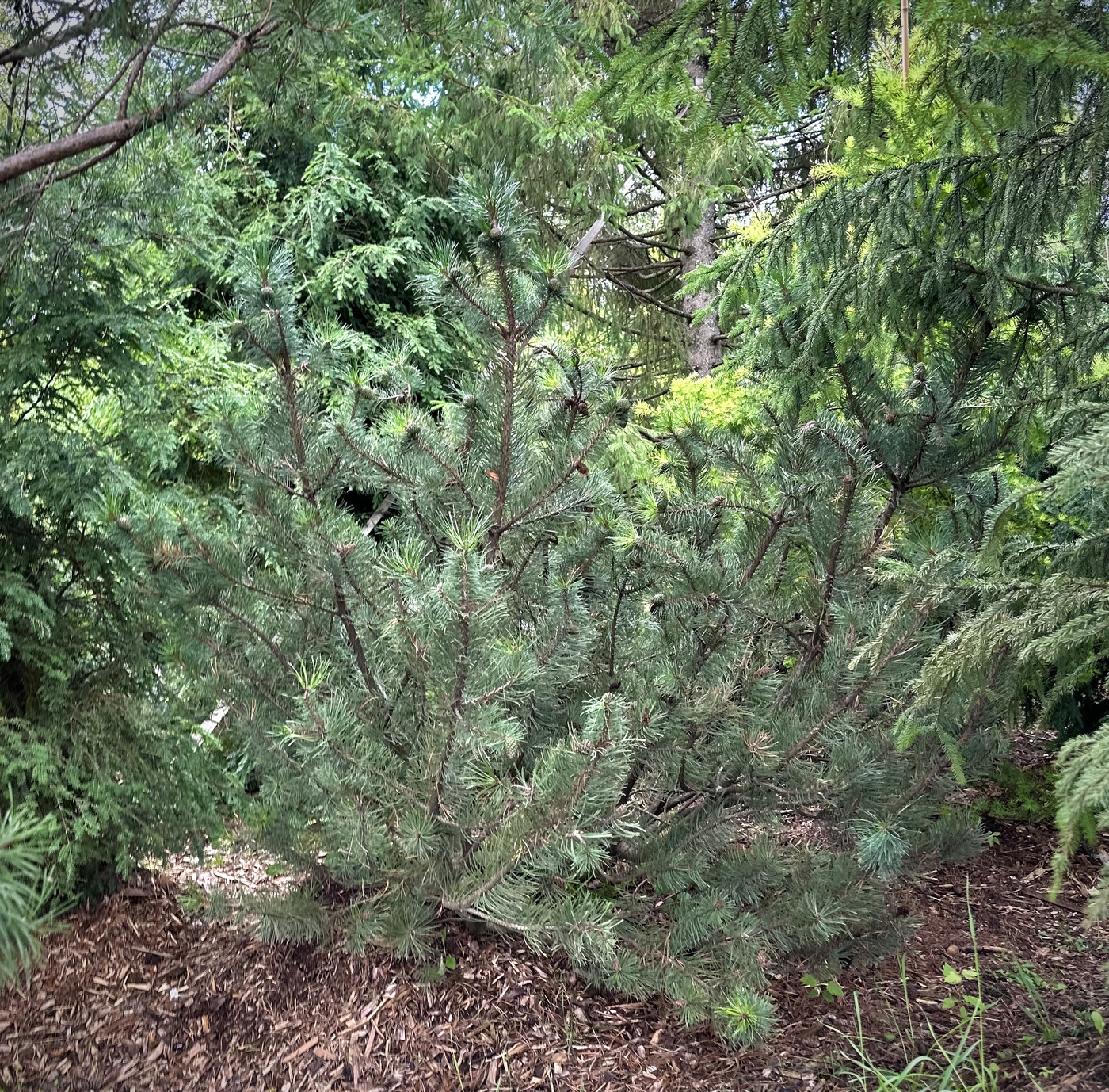 Сосна горная