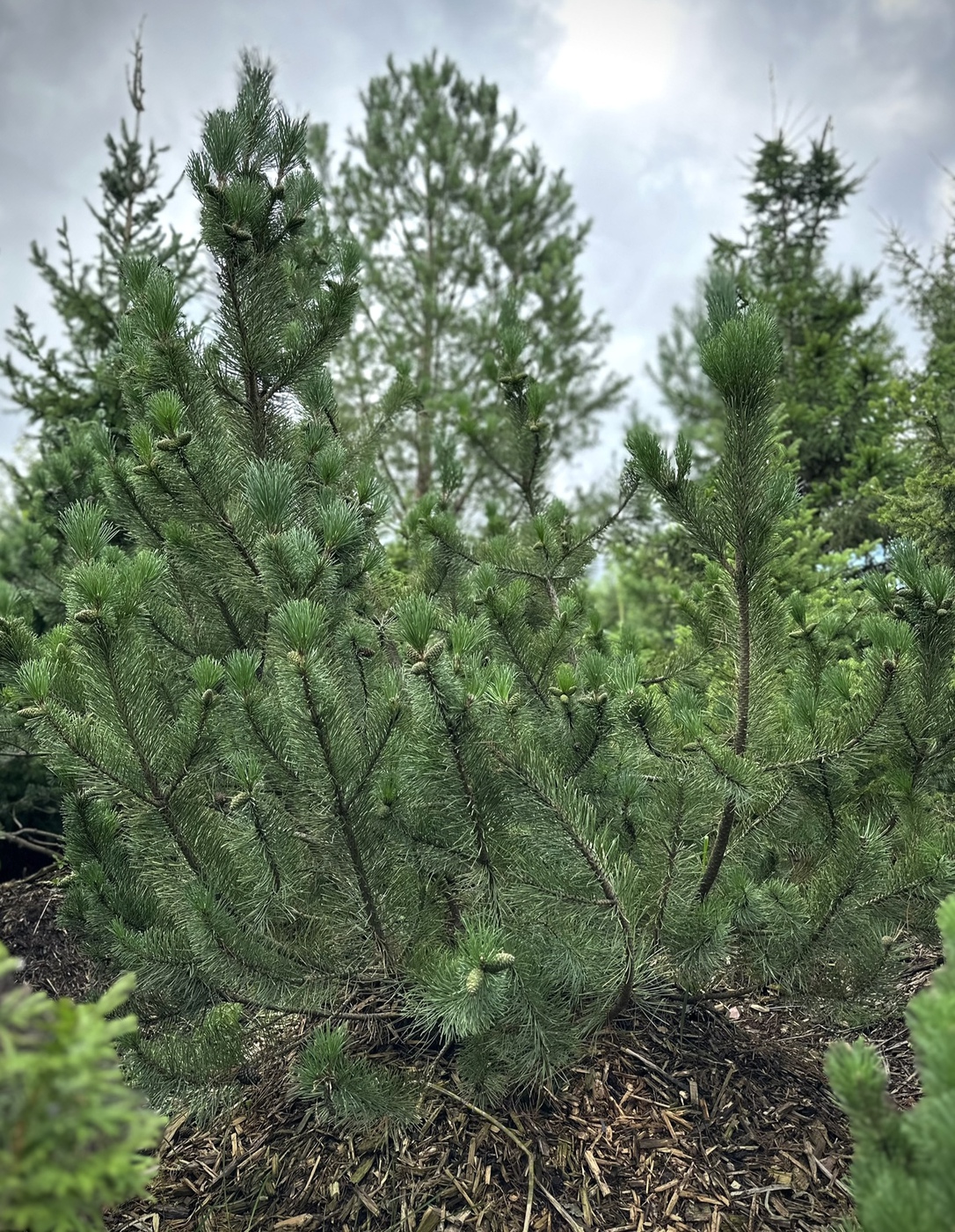 Сосна горная