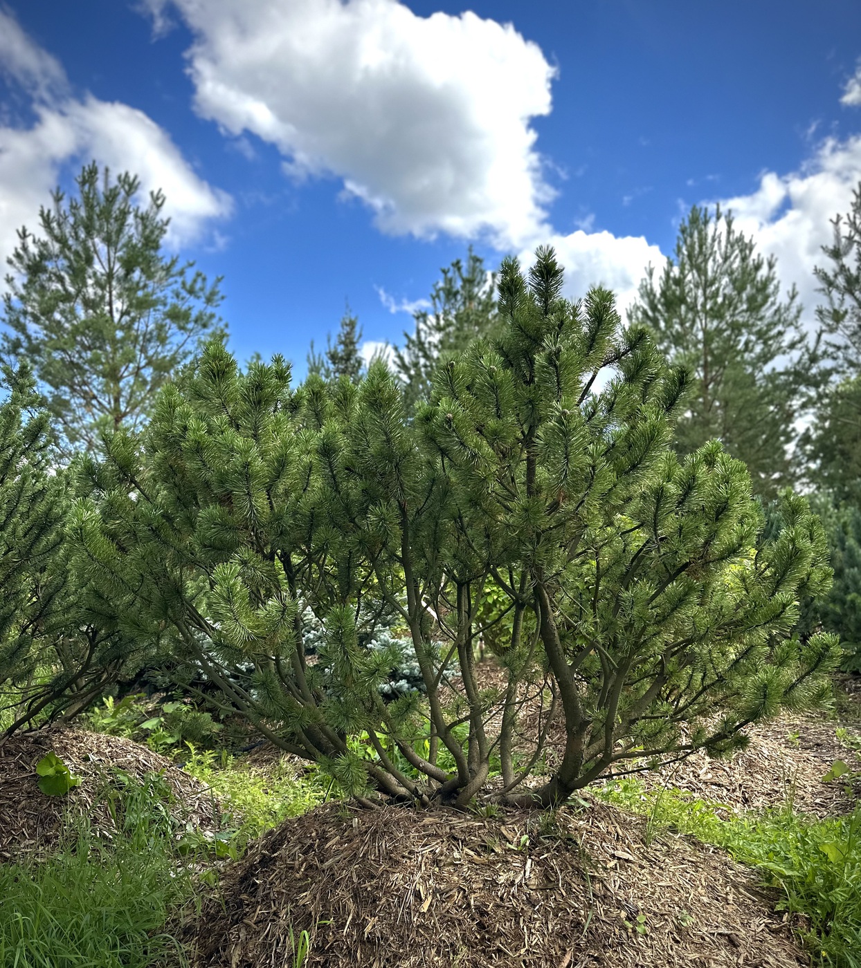 Сосна горная (Pinus Mugo)