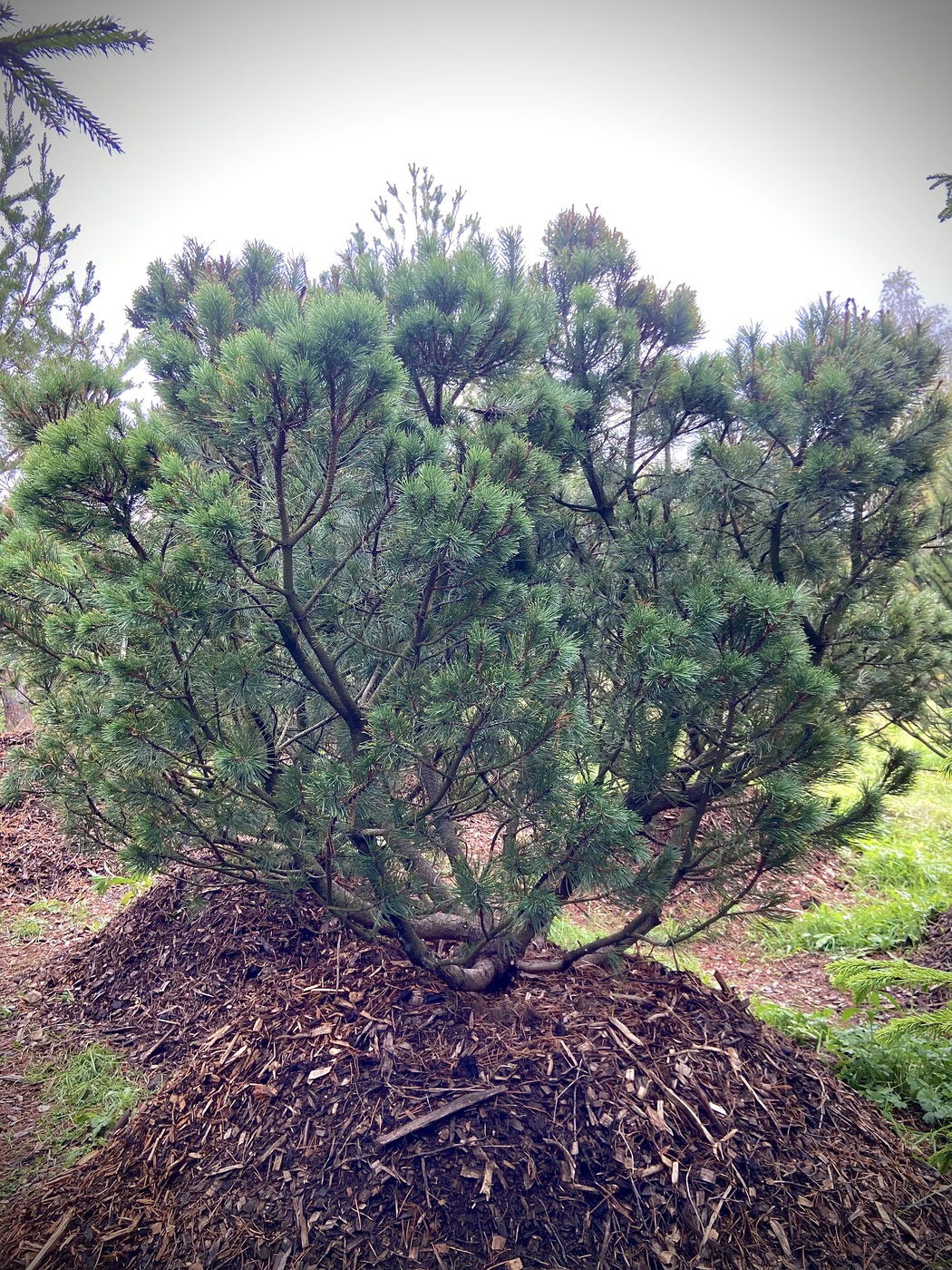 Сосна горная (Pinus Mugo)