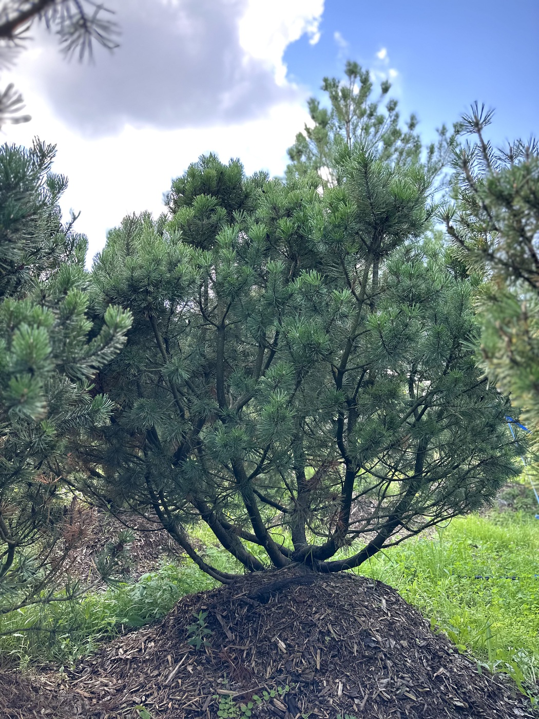 Сосна горная