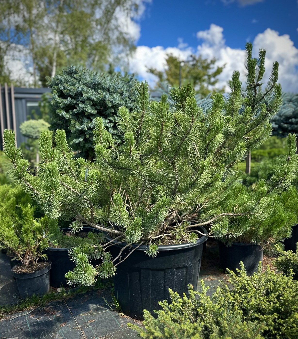 Сосна горная