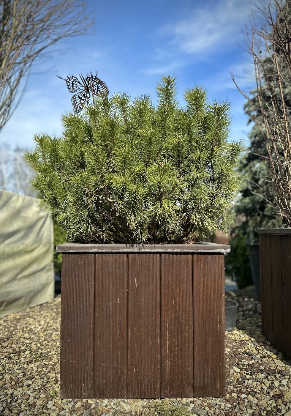 Сосна горная