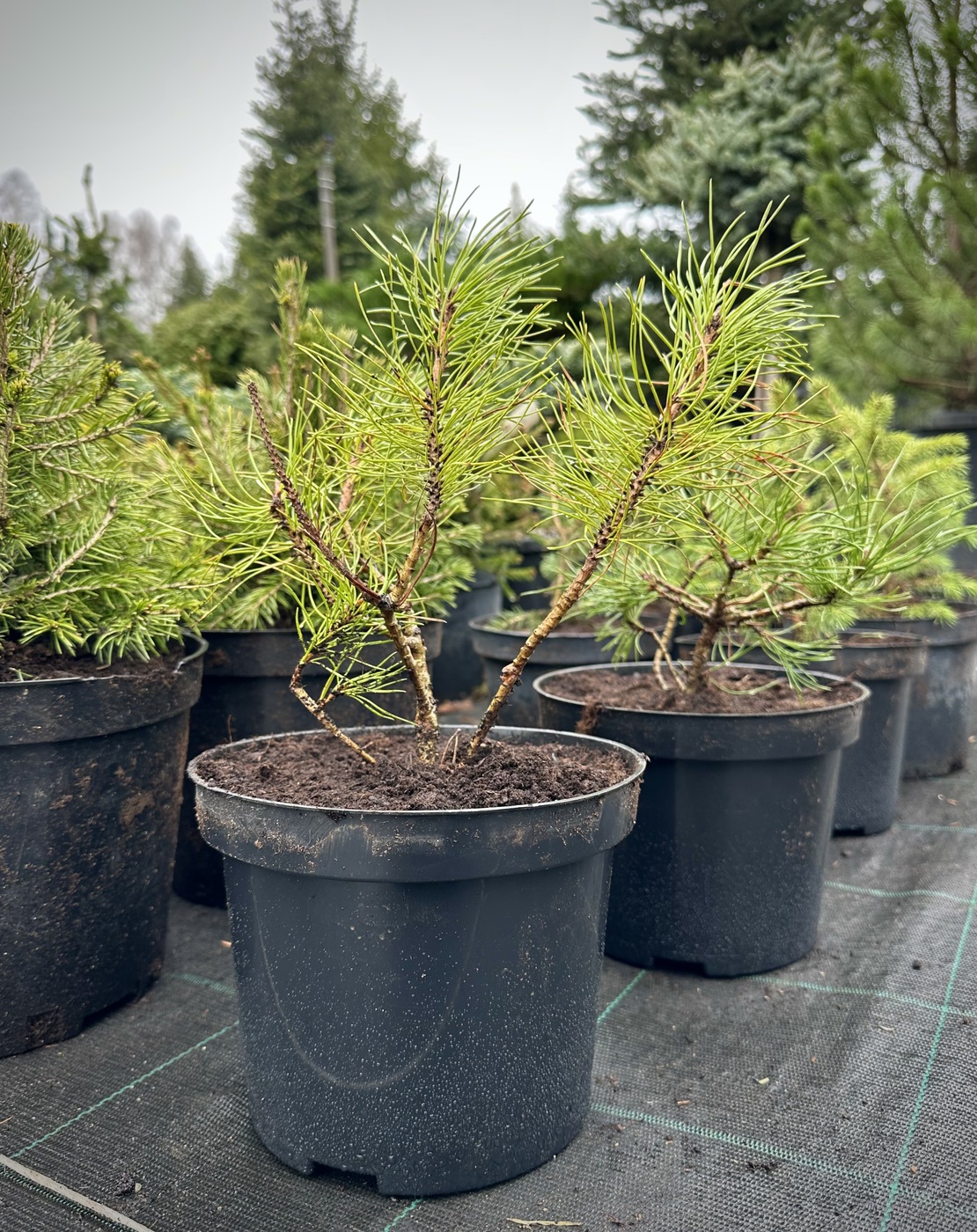 Сосна горная