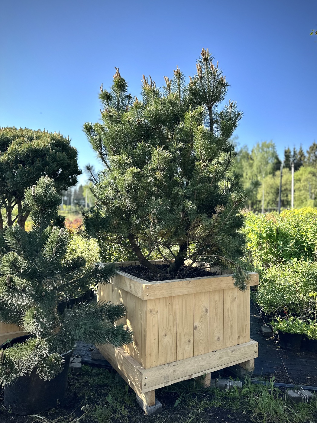 Сосна горная