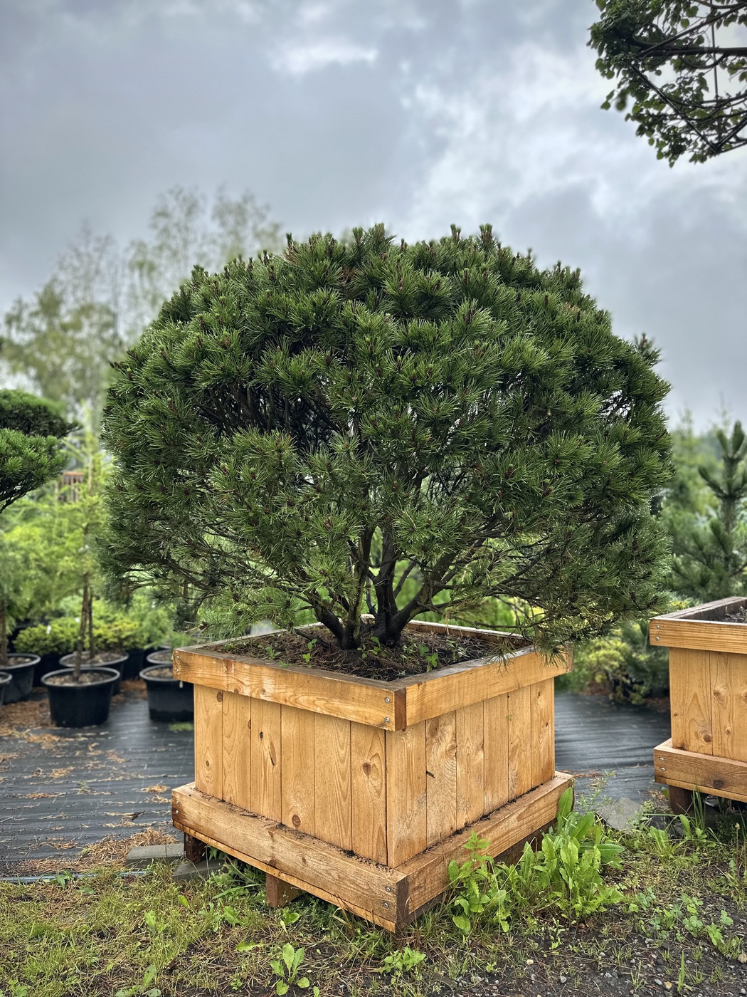 Сосна горная