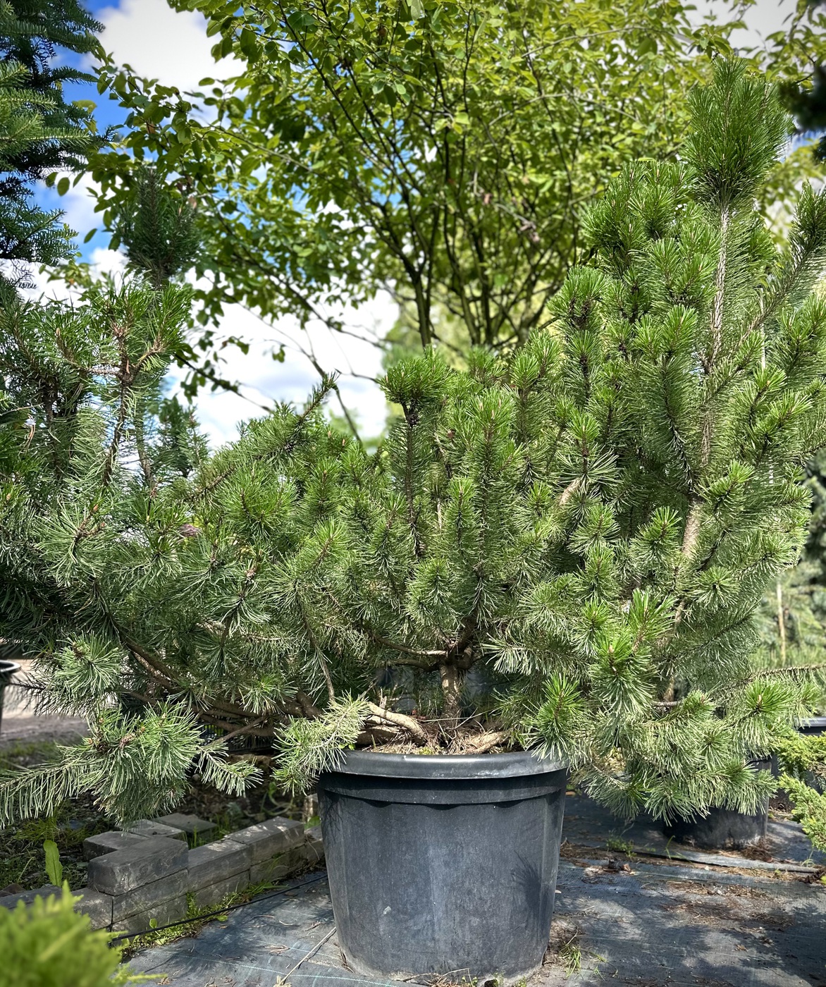 Сосна горная