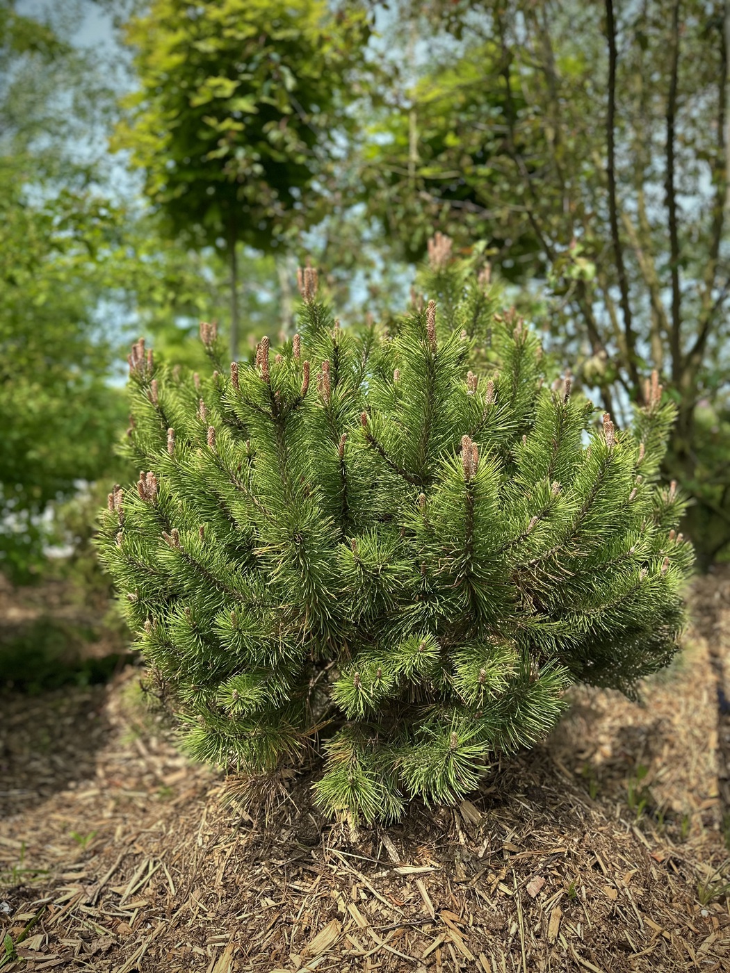 Сосна горная