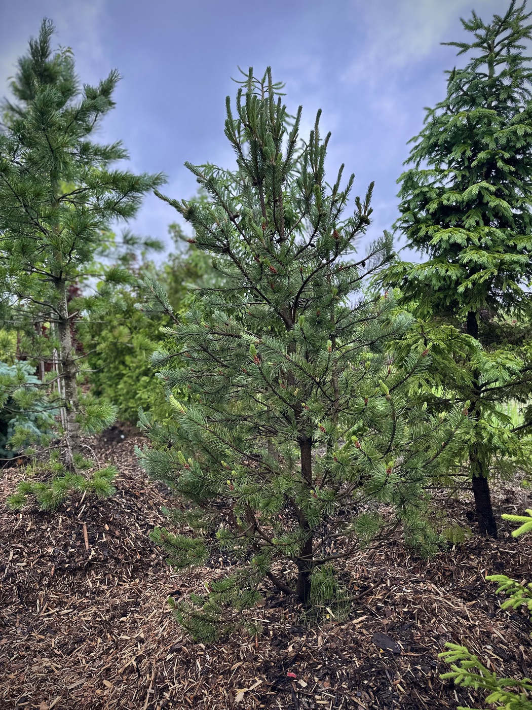 Сосна горная