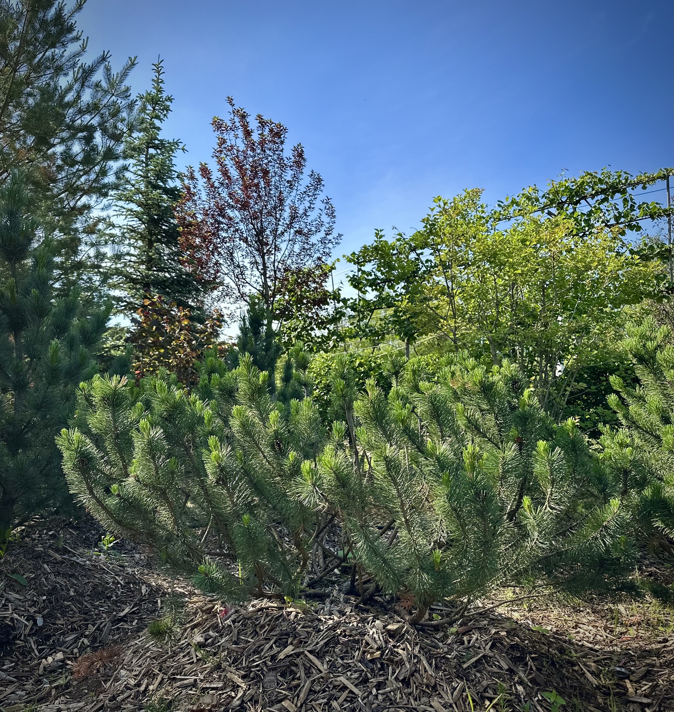 Сосна горная