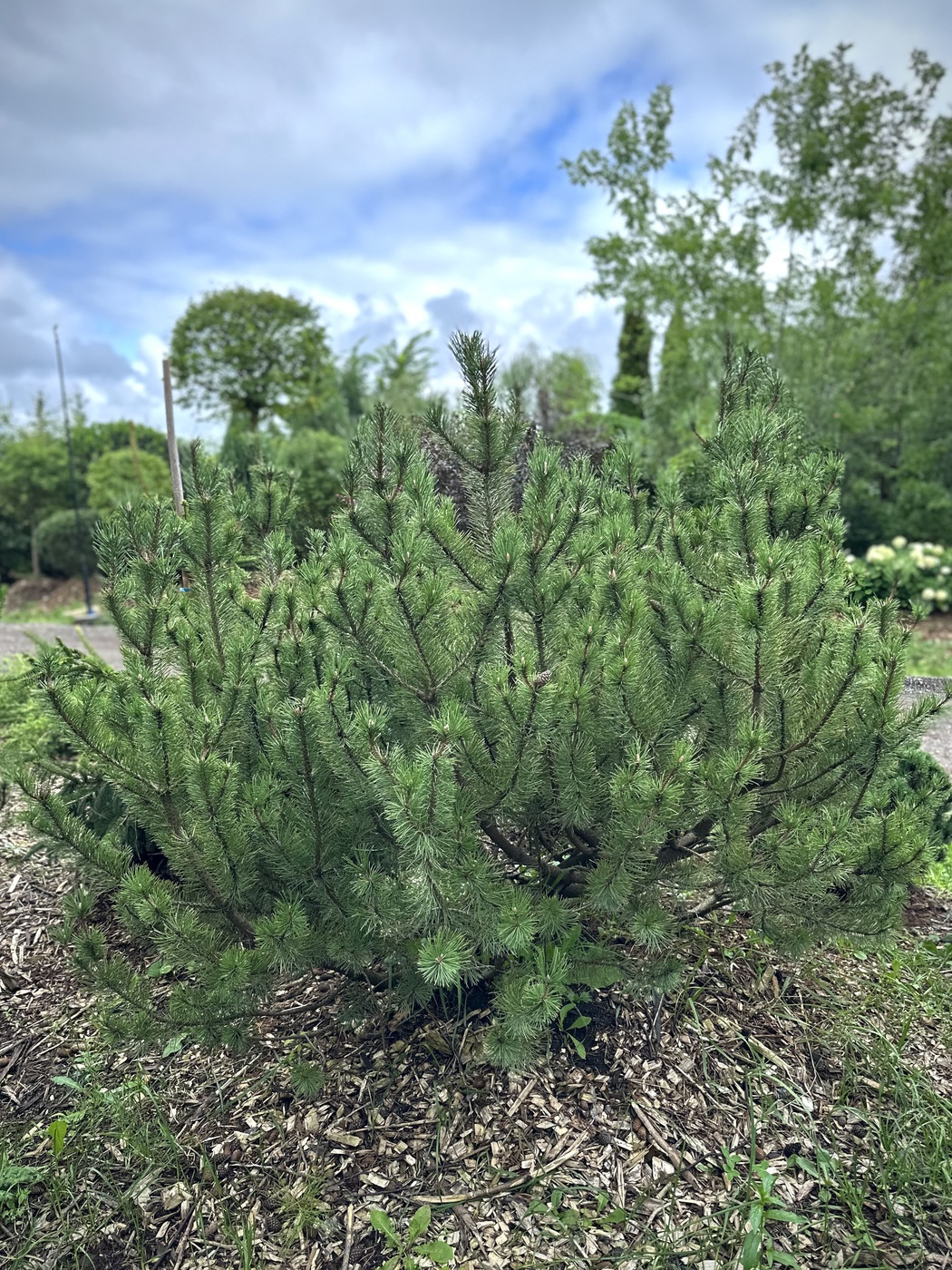 Сосна горная