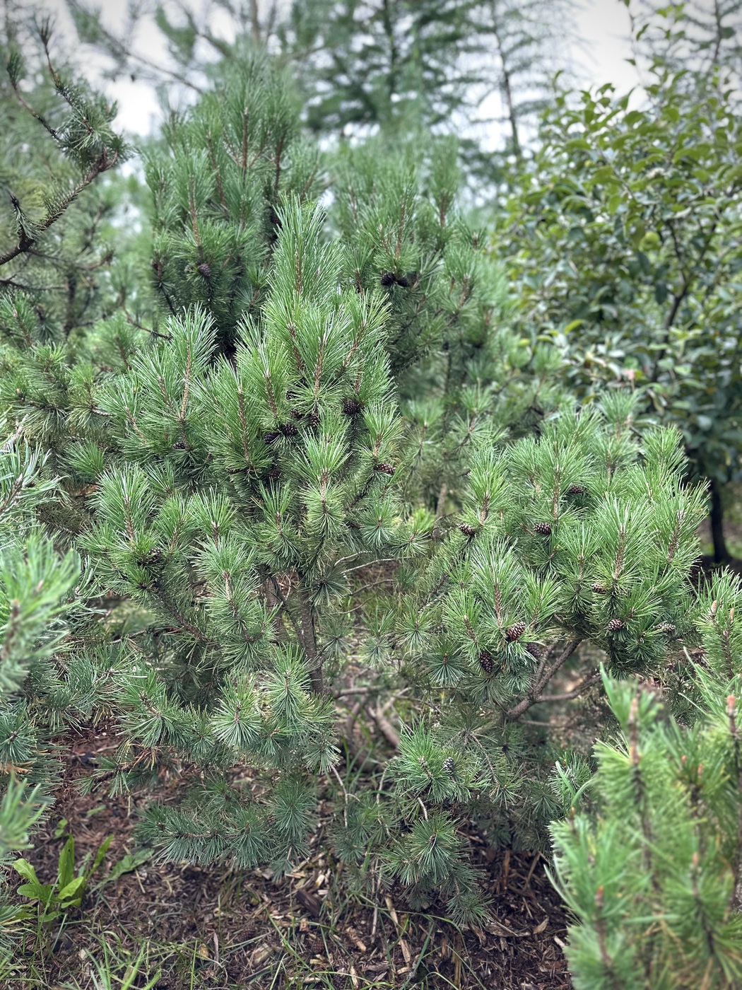 Сосна горная