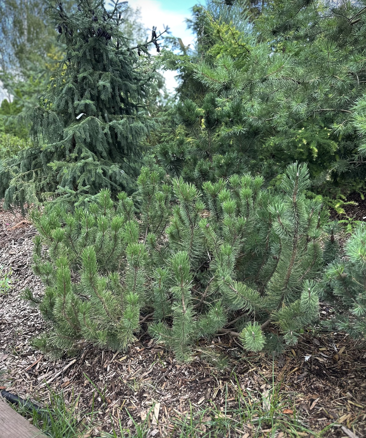 Сосна горная