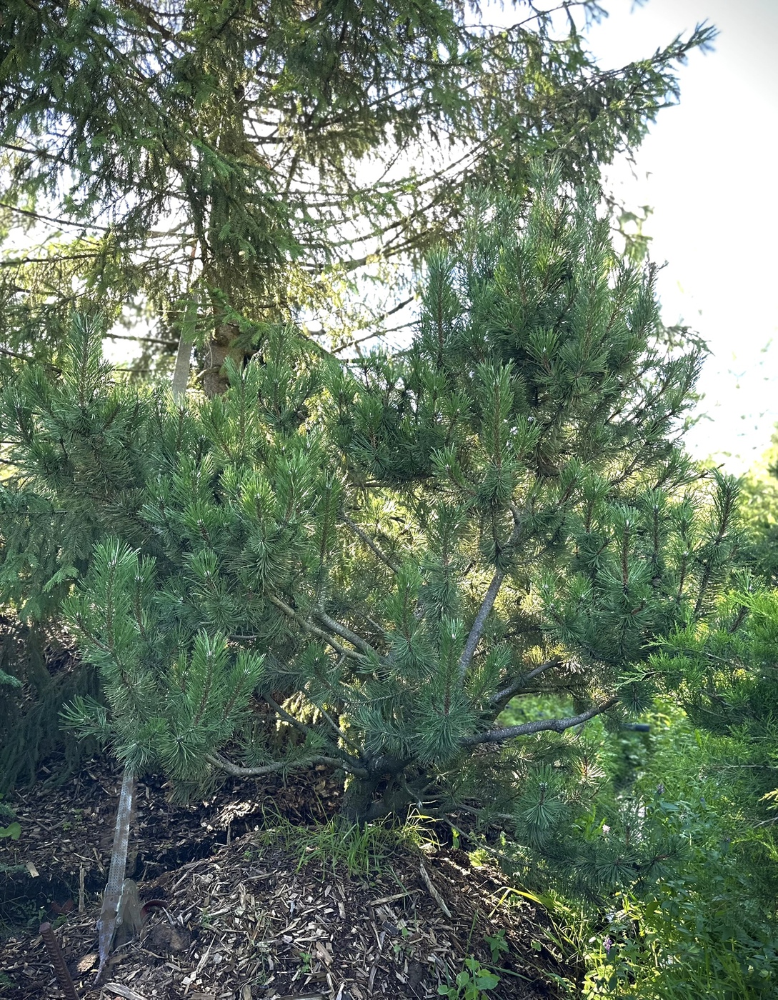 Сосна горная