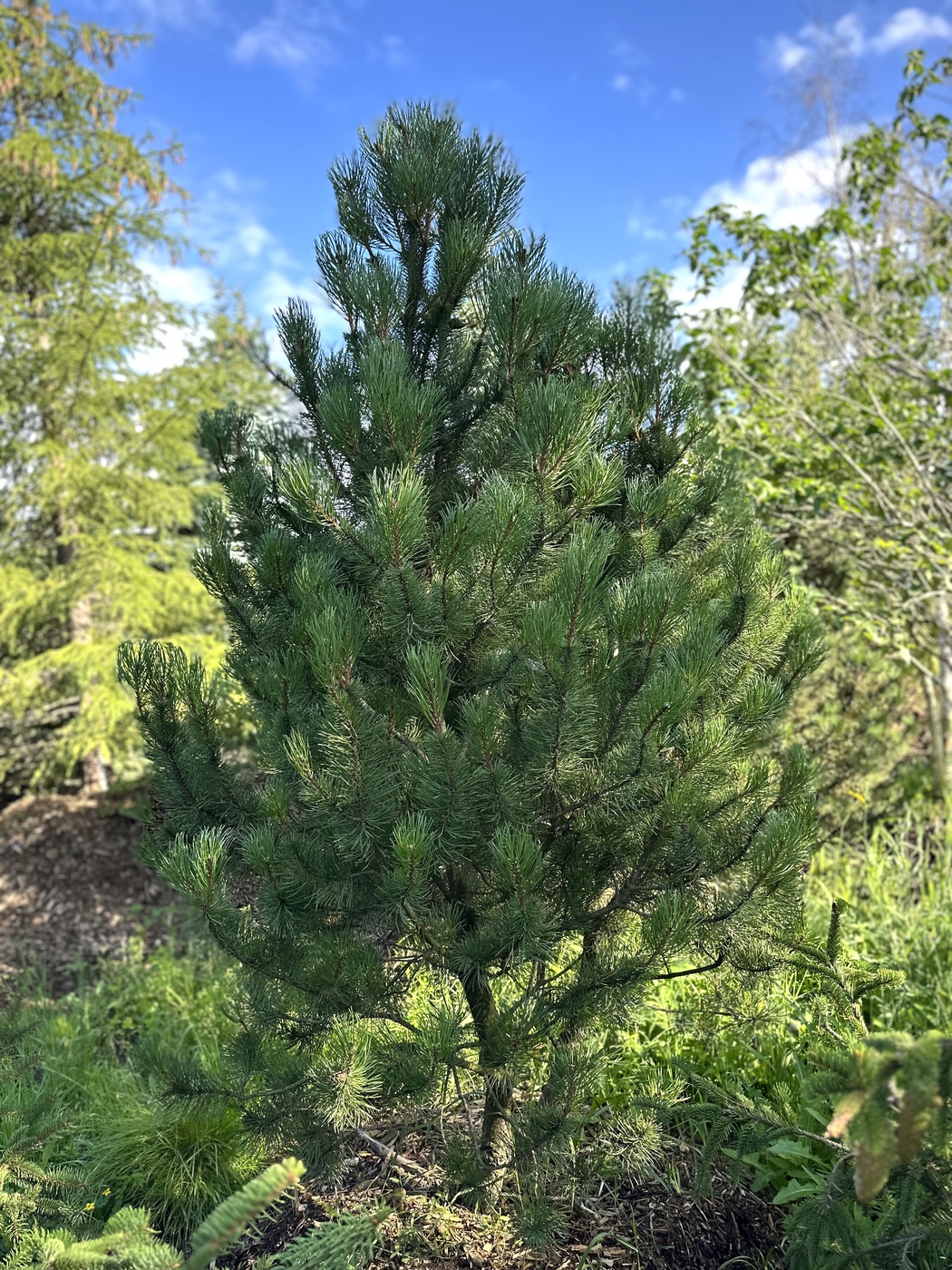 Сосна горная