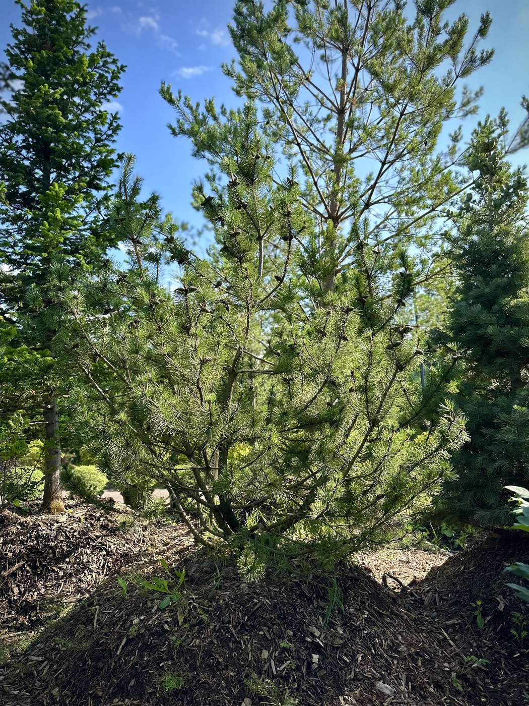 Сосна горная