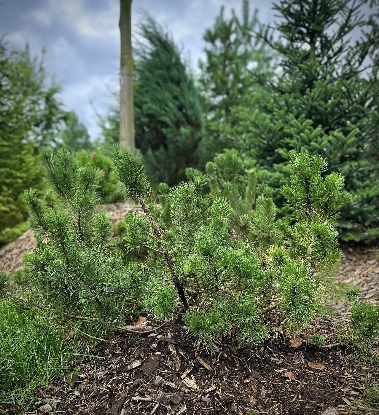 Сосна горная (Pinus Mugo)