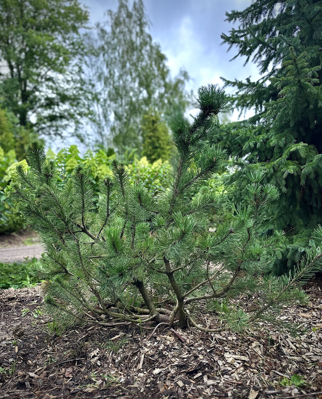 Сосна горная (Pinus Mugo)