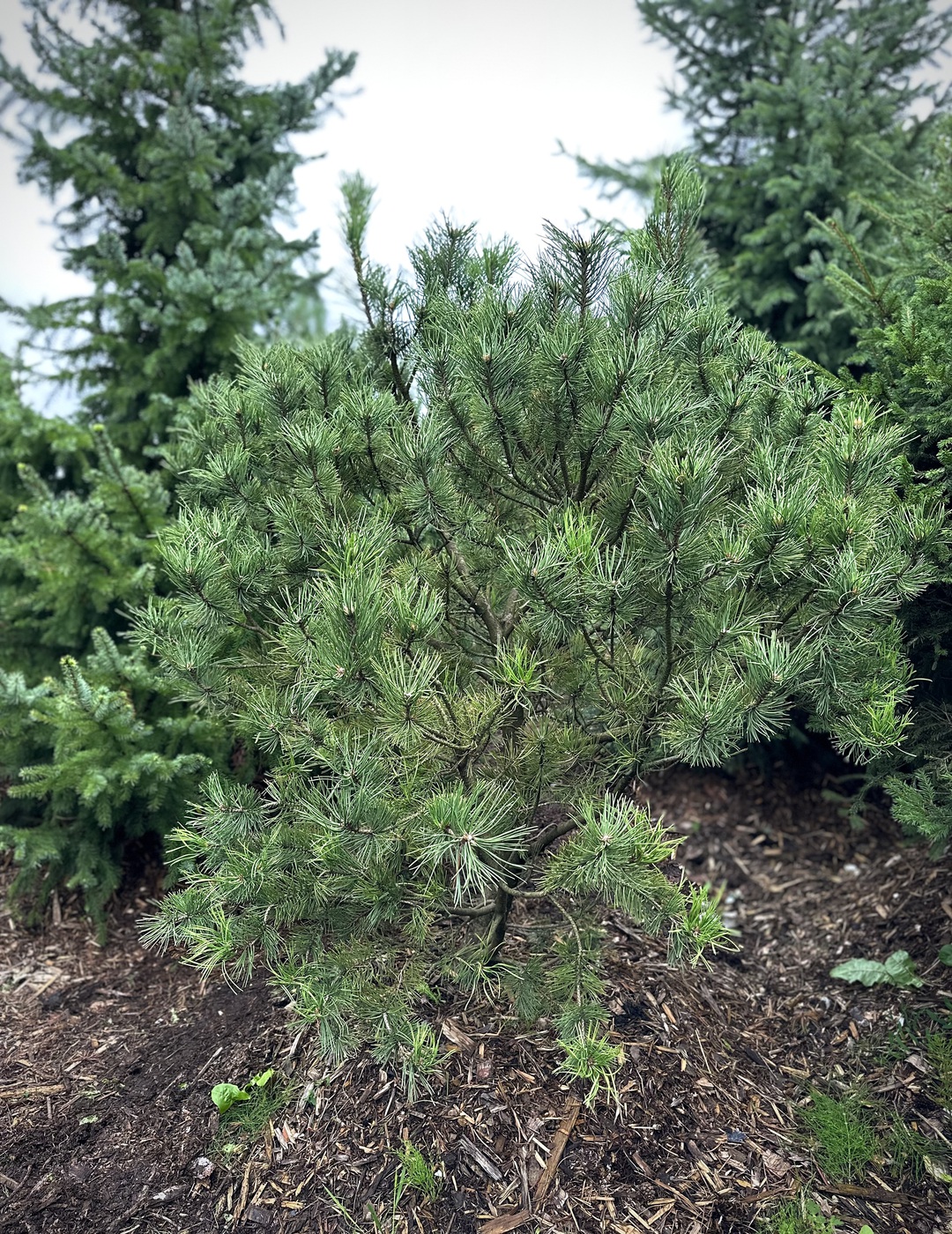 Сосна горная (Pinus Mugo)