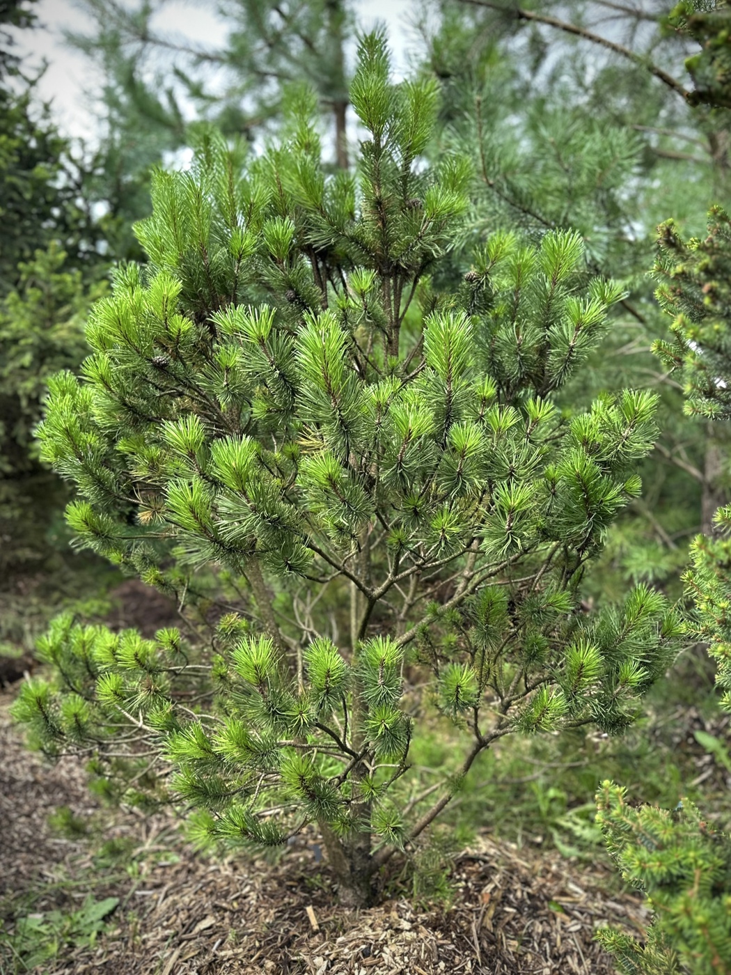 Сосна горная (Pinus Mugo)