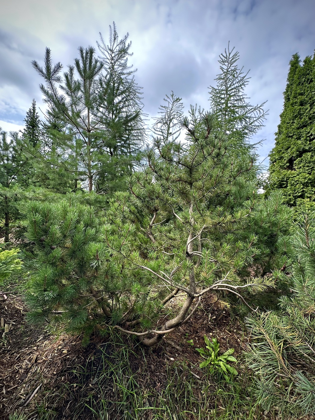 Сосна горная (Pinus Mugo)