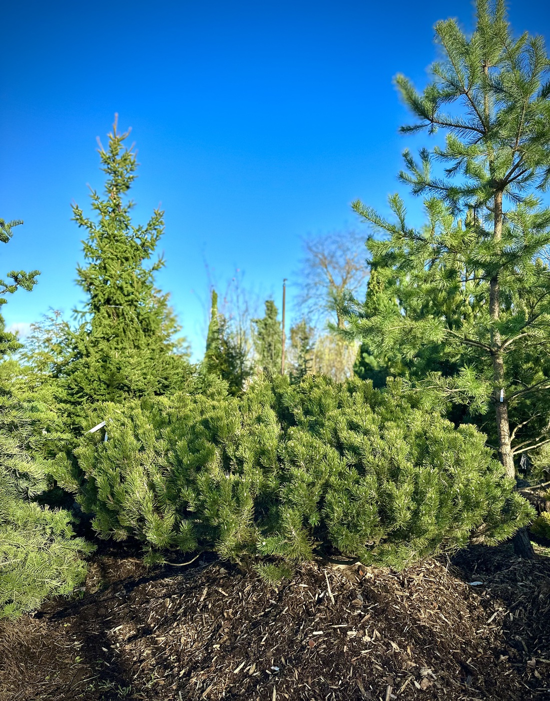Сосна горная (Pinus Mugo)