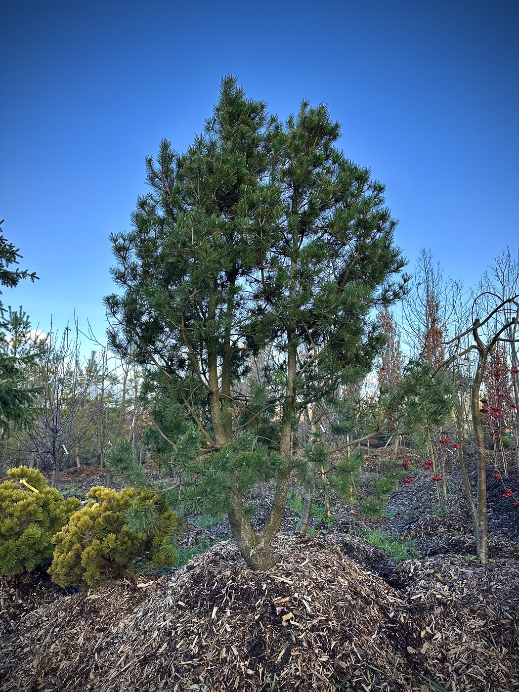 Сосна горная (Pinus Mugo)