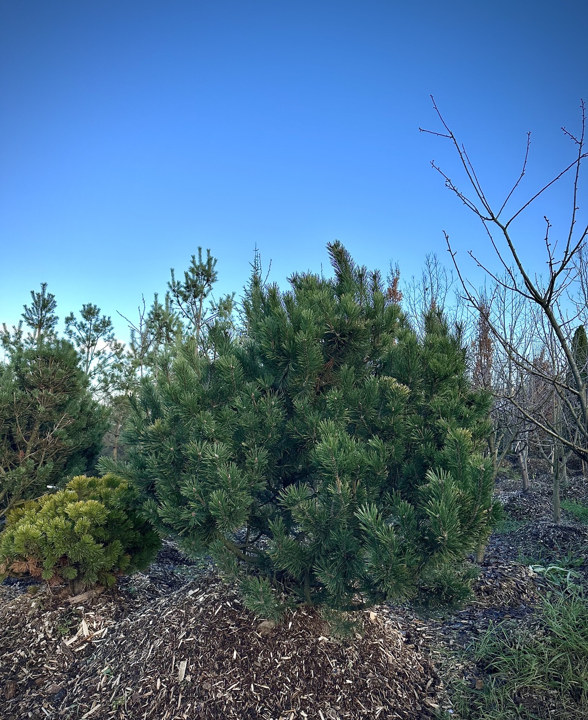 Сосна горная (Pinus Mugo)