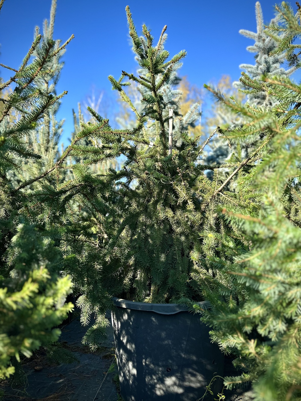 Ель обыкновенная Акрокона (Acrocona)