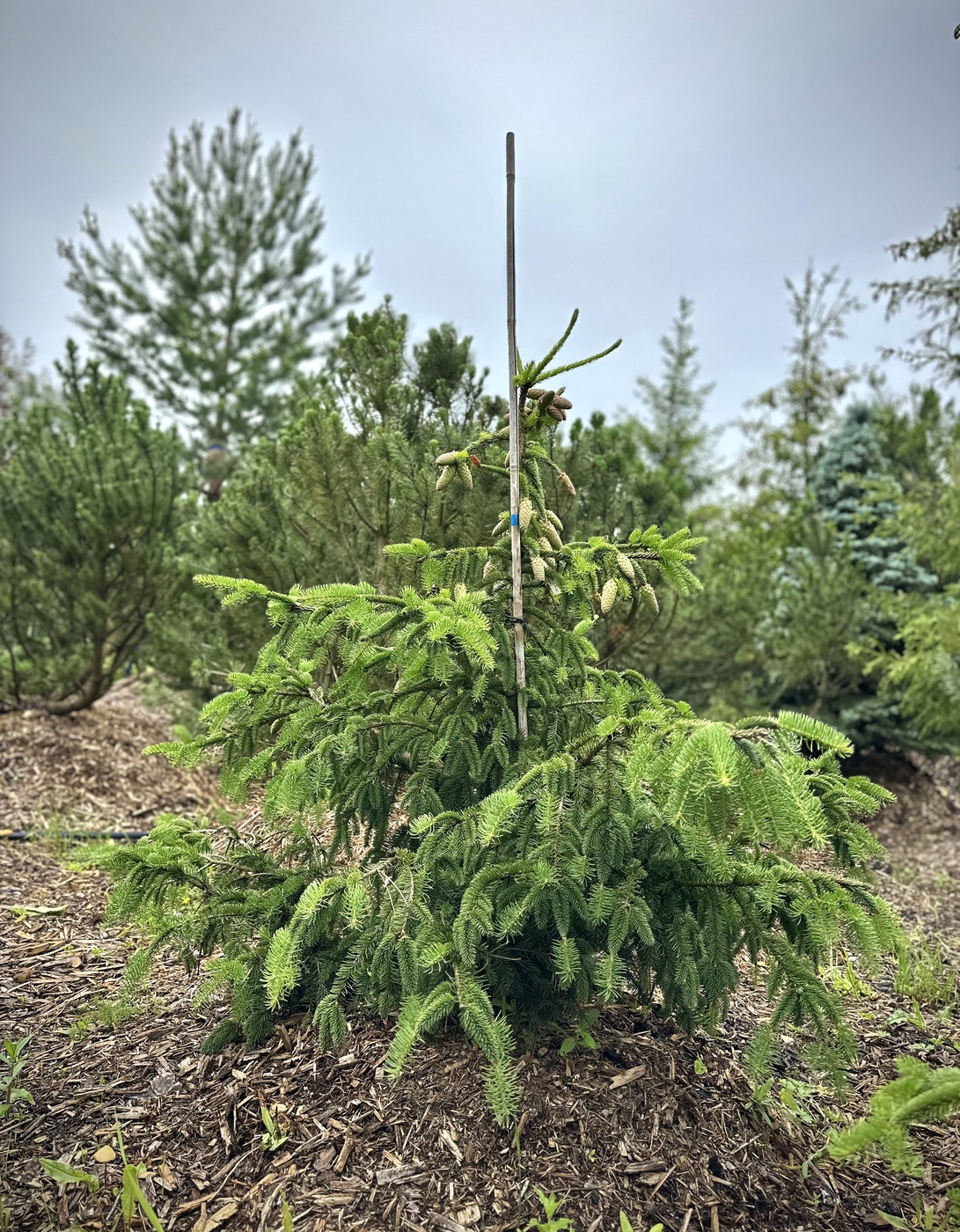 Ель обыкновенная Акрокона (Acrocona)