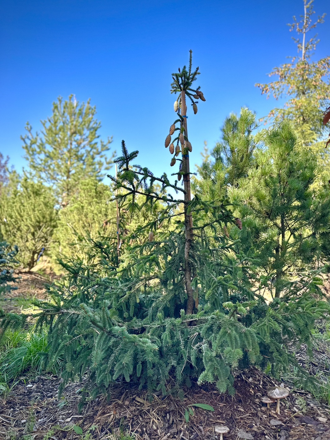 Ель обыкновенная Акрокона (Acrocona)