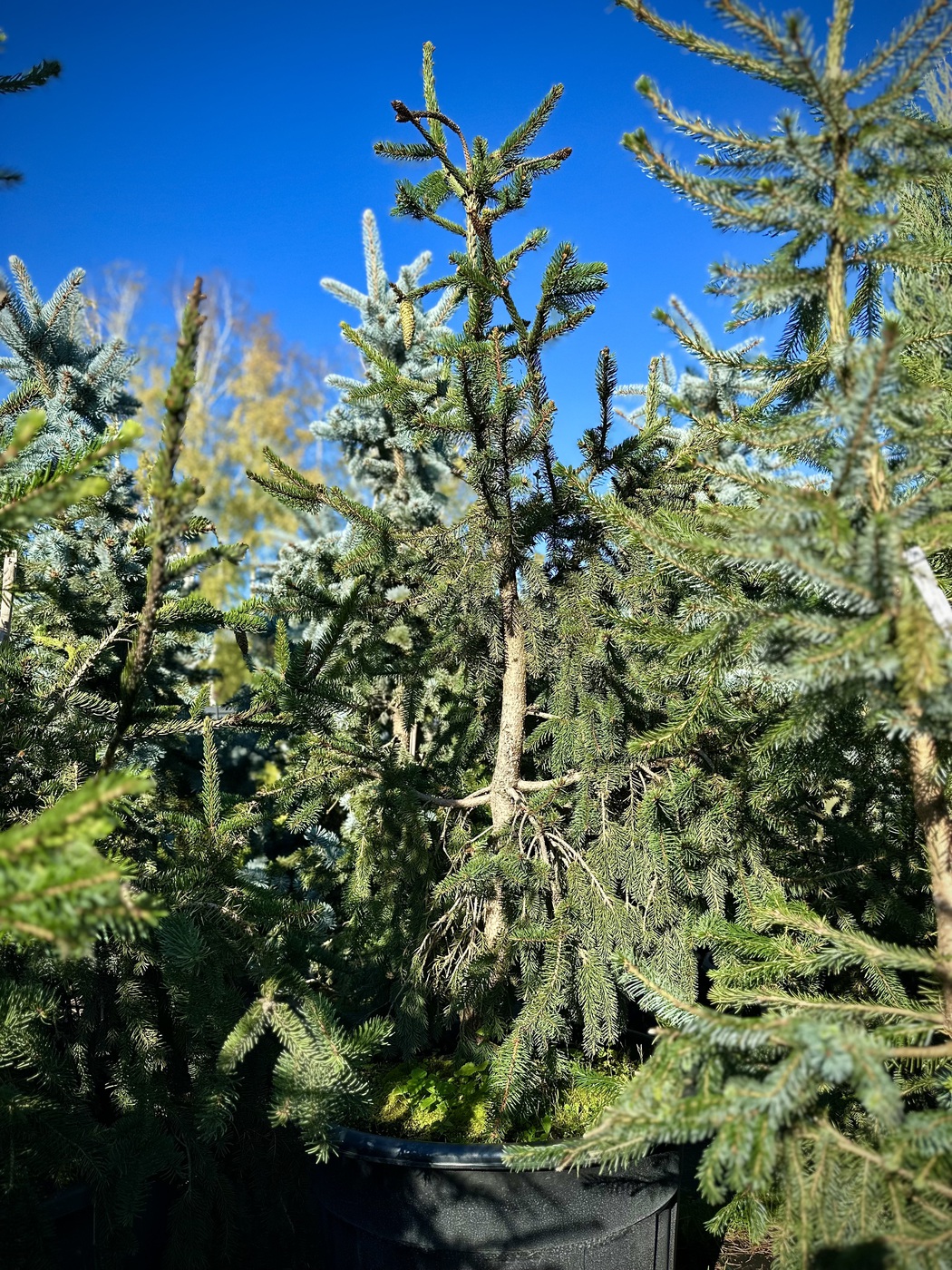 Ель обыкновенная Акрокона (Acrocona)