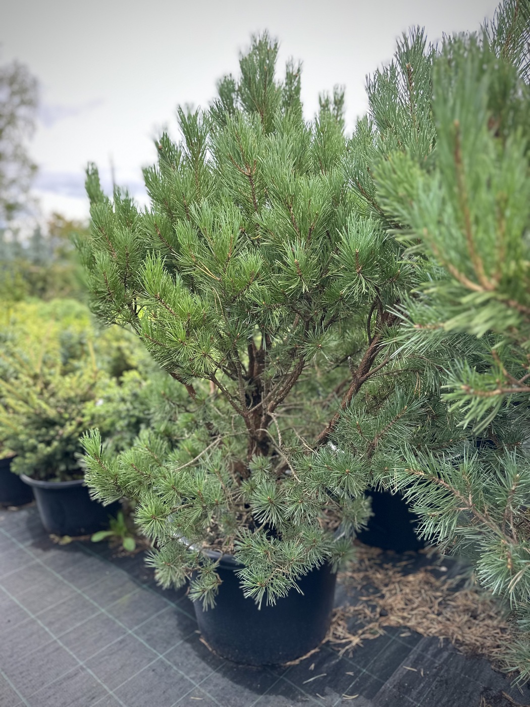 Сосна обыкновенная `Ватерери``Watereri`