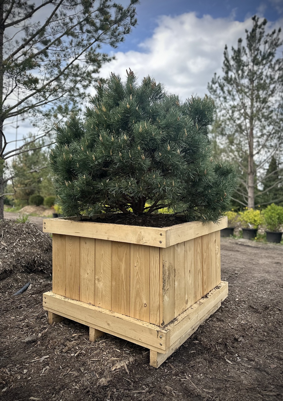 Сосна обыкновенная `Ватерери``Watereri` ШАР