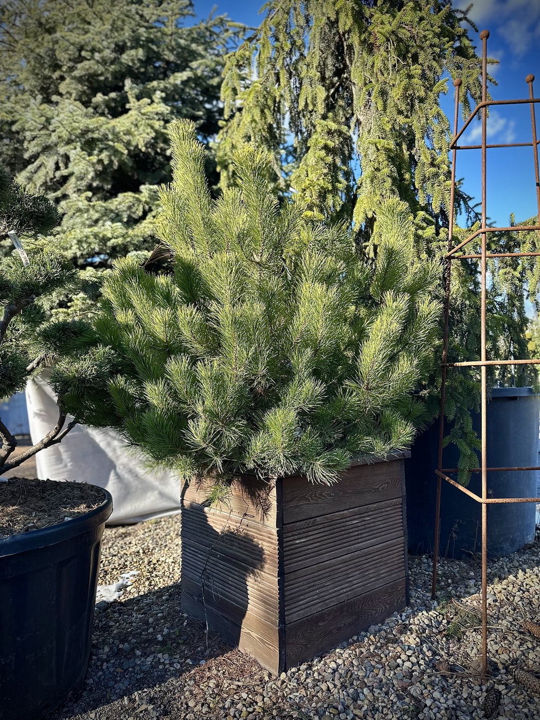 Сосна обыкновенная `Ватерери``Watereri`