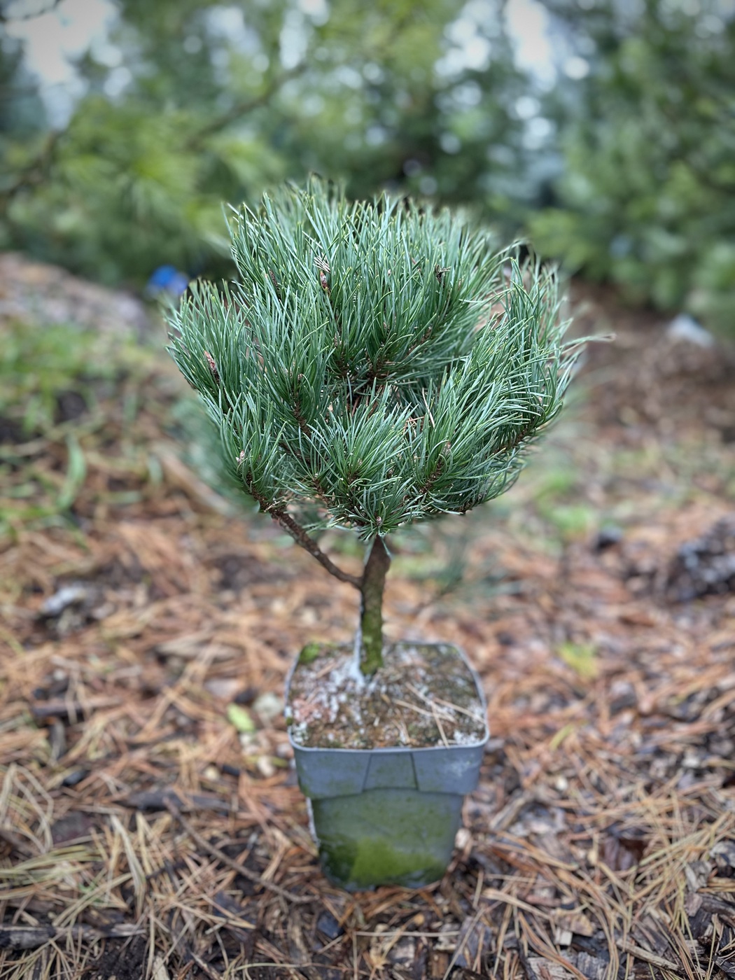 Сосна обыкновенная `Ватерери``Watereri`