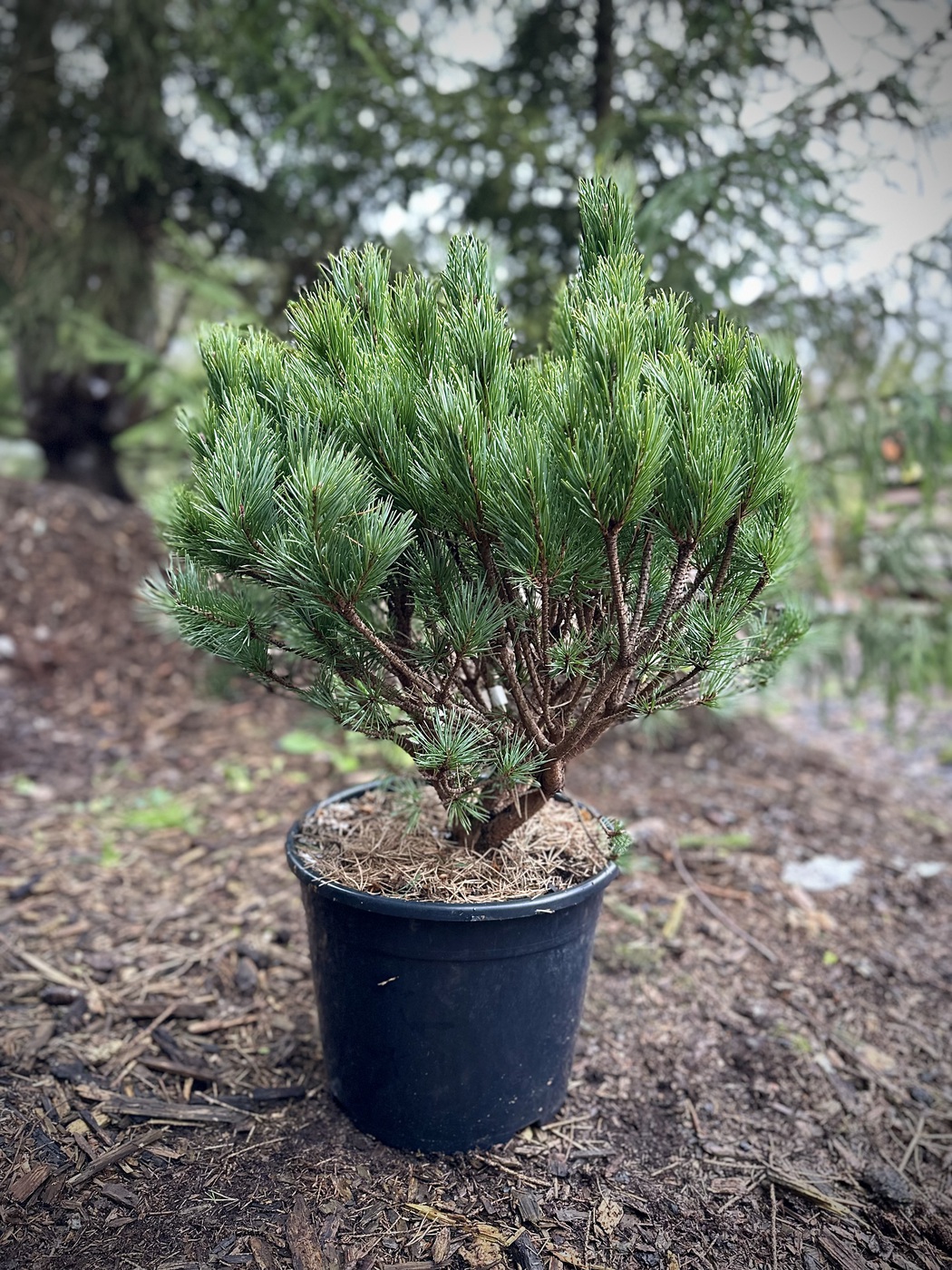 Сосна обыкновенная `Ватерери``Watereri`