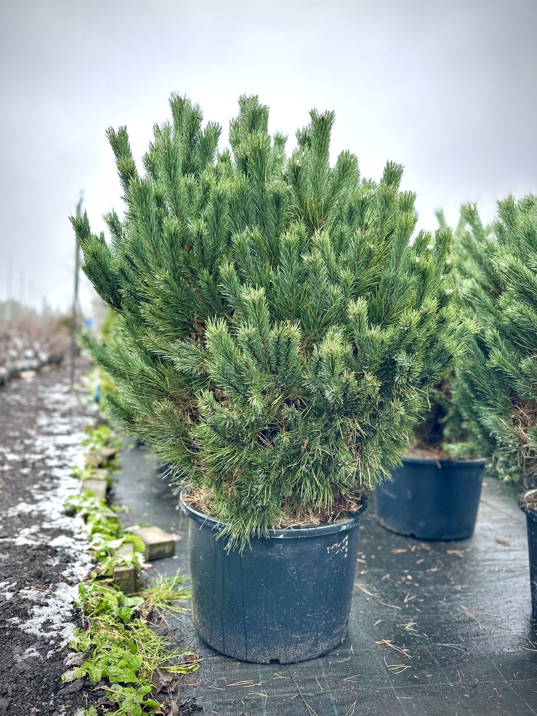 Сосна обыкновенная `Ватерери``Watereri`