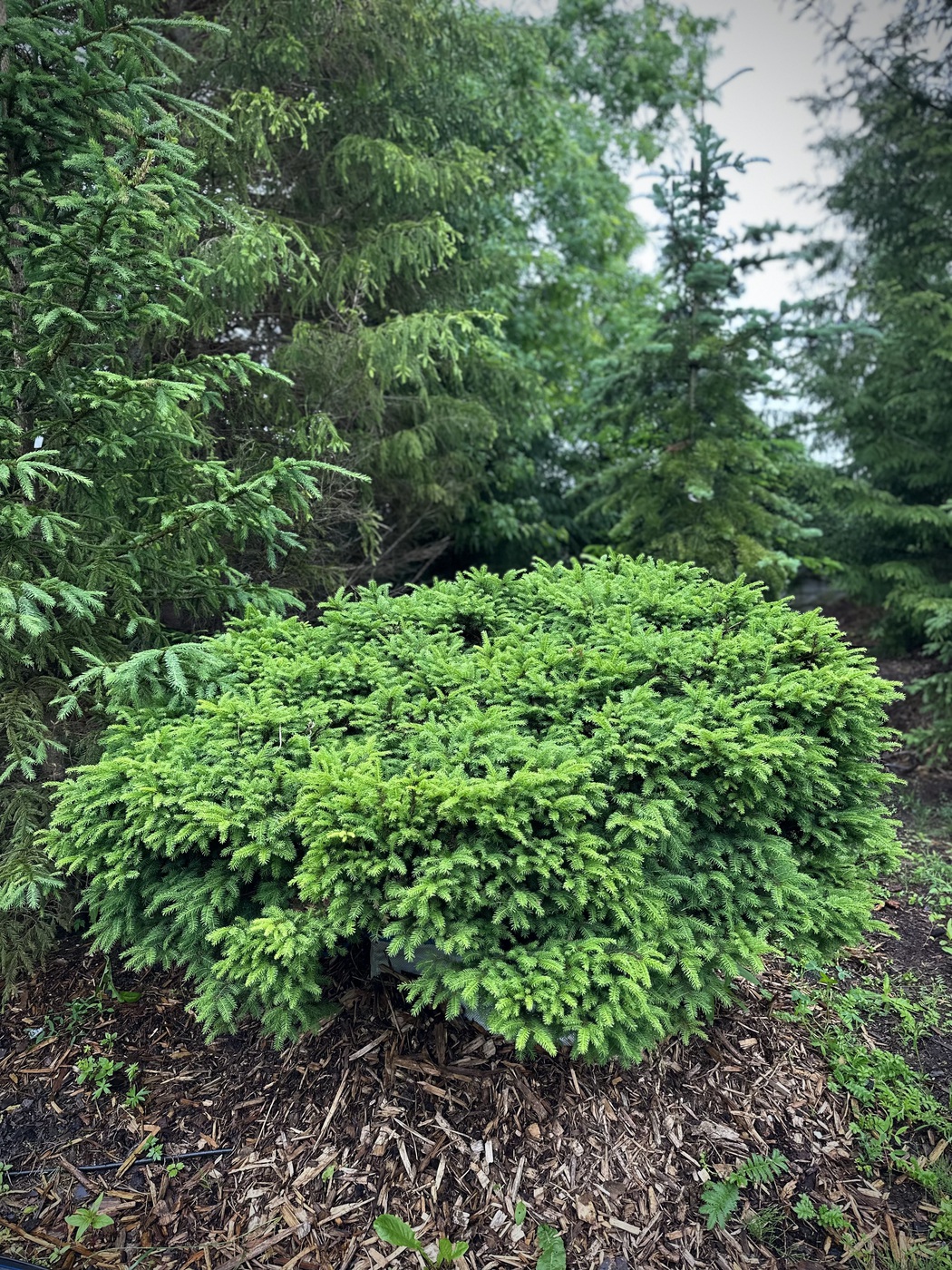 Ель обыкновенная `Нидиформис``Nidiformis`