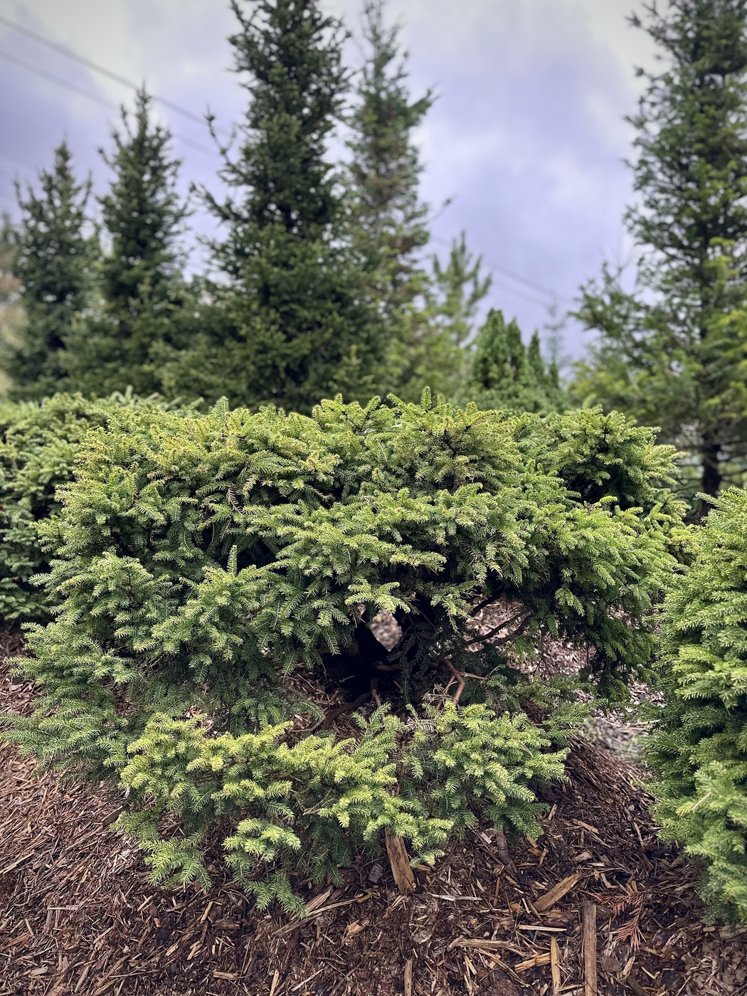 Ель обыкновенная `Нидиформис``Nidiformis`