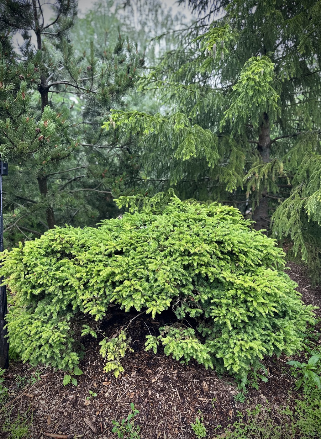 Ель обыкновенная `Нидиформис``Nidiformis`