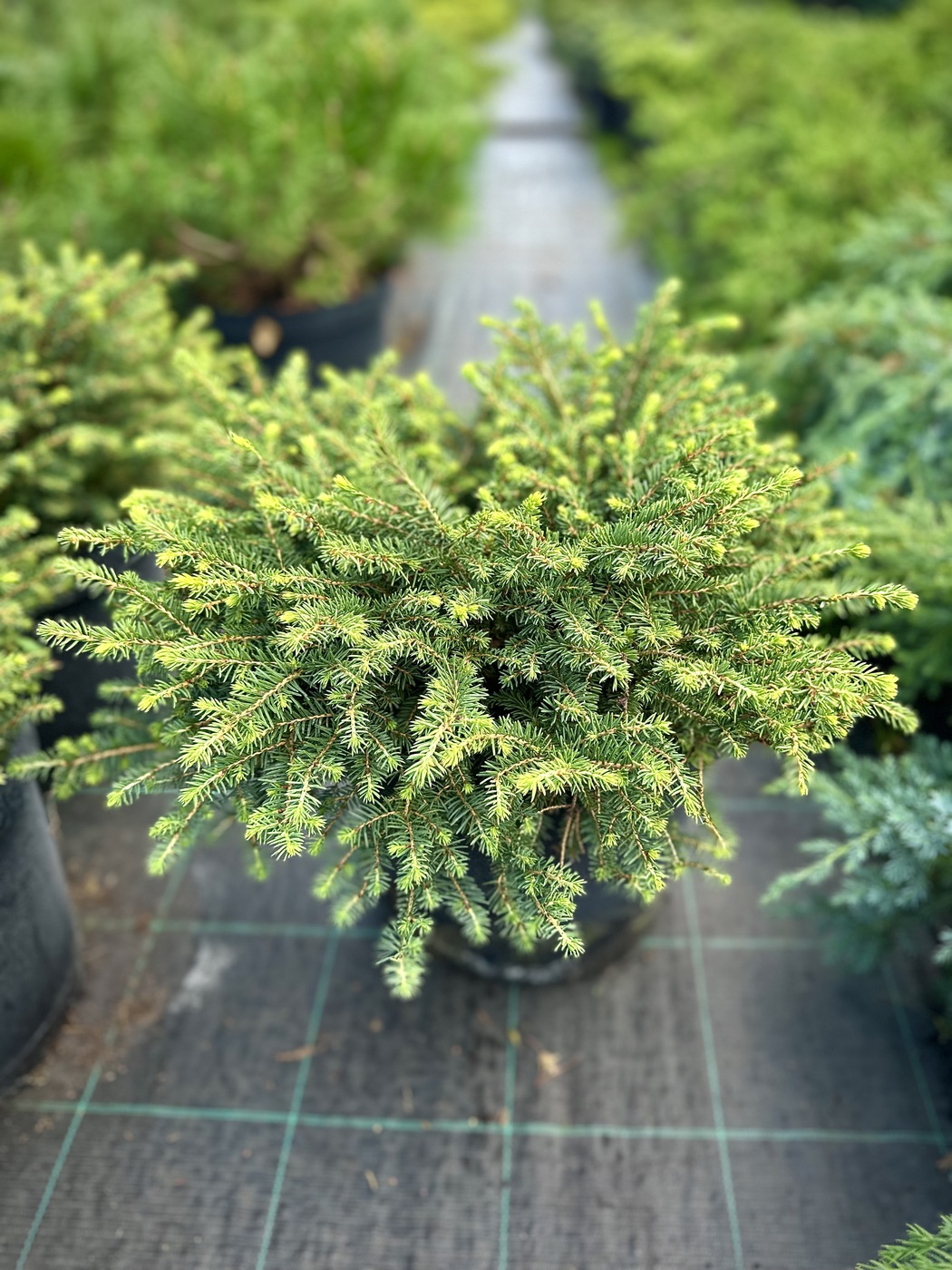 Ель обыкновенная `Нидиформис``Nidiformis`